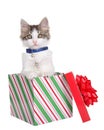 Kitten popping out of a Christmas present, isolated Royalty Free Stock Photo