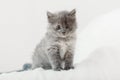 Kitten. Portrait of beautiful fluffy gray kitten. Cat, animal baby. British blue kitten with big eyes sits on beige plaid and Royalty Free Stock Photo