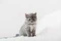 Kitten. Portrait of beautiful fluffy gray kitten. Cat, animal baby. British blue kitten with big eyes sits on beige plaid and Royalty Free Stock Photo