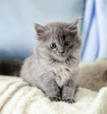 Kitten. Portrait of beautiful fluffy gray kitten. Cat, animal baby. British blue kitten with big eyes sits on beige plaid and Royalty Free Stock Photo