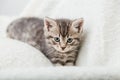 Striped tabby Kitten. Portrait of beautiful fluffy gray kitten. Cat, animal baby, kitten with big eyes sits on white plaid and Royalty Free Stock Photo