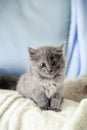Kitten. Portrait of beautiful fluffy gray kitten. Cat, animal baby. British blue kitten with big eyes sits on beige plaid and Royalty Free Stock Photo