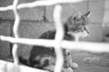 Kitten portrait behind the old mesh fence. Black and white photo Royalty Free Stock Photo