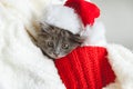 Kitten portrait in Christmas Santa hat. Cute gray kitten in white red plaid. Newborn kitten Baby cat Kid domestic animal. Home pet