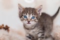 Kitten portrait. Close cat`s Royalty Free Stock Photo