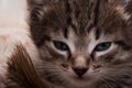 Kitten portrait. Close cat`s Royalty Free Stock Photo