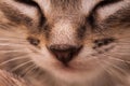 Kitten portrait. Close cat`s Royalty Free Stock Photo