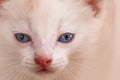 Kitten portrait. Close cat`s Royalty Free Stock Photo