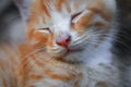 kitten portrait orange-red, small cat cute Royalty Free Stock Photo