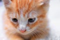 Kitten portrait orange-red, small cat cute select focus with shallow depth of field Royalty Free Stock Photo