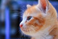 Kitten portrait orange-red, small cat cute select focus with shallow depth of field Royalty Free Stock Photo