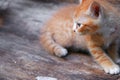 Kitten portrait orange-red, small cat cute on the wooden Royalty Free Stock Photo