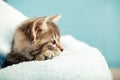 Kitten portrait with paw in profile view looking side. Cute tabby kitten in blue plaid. Newborn kitten Baby cat Kid domestic