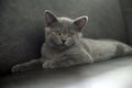 Kitten posing relaxing and looking, British Shorthair cat Blue with sparkling orange eyes sitting comfortably on a black sofa in Royalty Free Stock Photo