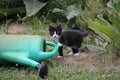 Portrait of black and white kitten in the garden. Royalty Free Stock Photo