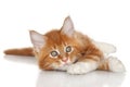 Kitten posing on a white background Royalty Free Stock Photo