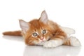 Kitten posing on a white background