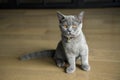 Kitten posing on a wooden floor in the house and looking straight ahead. British Shorthair breed Blue color with dark orange eyes Royalty Free Stock Photo