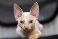 kitten pricked up while sitting on a chair stares ahead