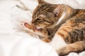 Kitten in the process of washing your paw. He lies on a white blanket Royalty Free Stock Photo