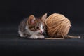 Kitten prowling near a big ball of thread