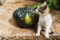 Kitten Beside Pumpkin Looking Up