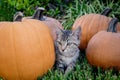 Kitten with Pumpkins