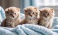 Kitten puppies nestled in a colorful fluffy blanket