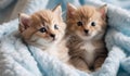 Kitten puppies nestled in a colorful fluffy blanket