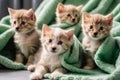 Kitten puppies nestled in a colorful fluffy blanket