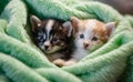 Kitten puppies nestled in a colorful fluffy blanket