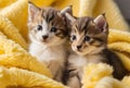 Kitten puppies nestled in a colorful fluffy blanket