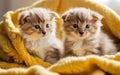 Kitten puppies nestled in a colorful fluffy blanket