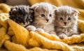 Kitten puppies nestled in a colorful fluffy blanket