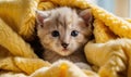 Kitten puppies nestled in a colorful fluffy blanket