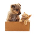 Kitten and puppy in a box Royalty Free Stock Photo