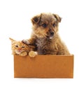 Kitten and puppy in a box Royalty Free Stock Photo