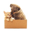Kitten and puppy in a box. Royalty Free Stock Photo