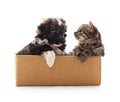 Kitten and a puppy in the box Royalty Free Stock Photo