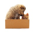 Kitten and puppy in a box Royalty Free Stock Photo