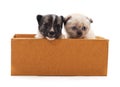Kitten and puppy in a box Royalty Free Stock Photo
