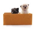 Kitten and puppy in a box Royalty Free Stock Photo