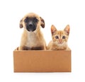 Kitten and puppy in a box. Royalty Free Stock Photo