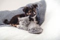 Kitten and puppy. Group of two small animals lie together on bed. Happy gray kitten and black puppy on white blanket at home. Cat Royalty Free Stock Photo