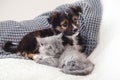 Kitten and puppy. Group of two small animals lie together on bed. Sad gray kitten and black puppy on white blanket alone at home. Royalty Free Stock Photo