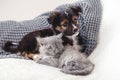 Kitten and puppy. Group of two small animals lie together on bed. Sad gray kitten and black puppy on white blanket alone at home.