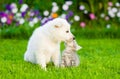 Kitten and puppy are kissing on the green lawn Royalty Free Stock Photo