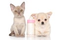 Kitten and puppy near baby bottle Royalty Free Stock Photo