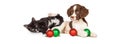 Kitten and Puppy Playing With Christmas Bulbs Banner