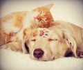 Kitten and puppy sleeping